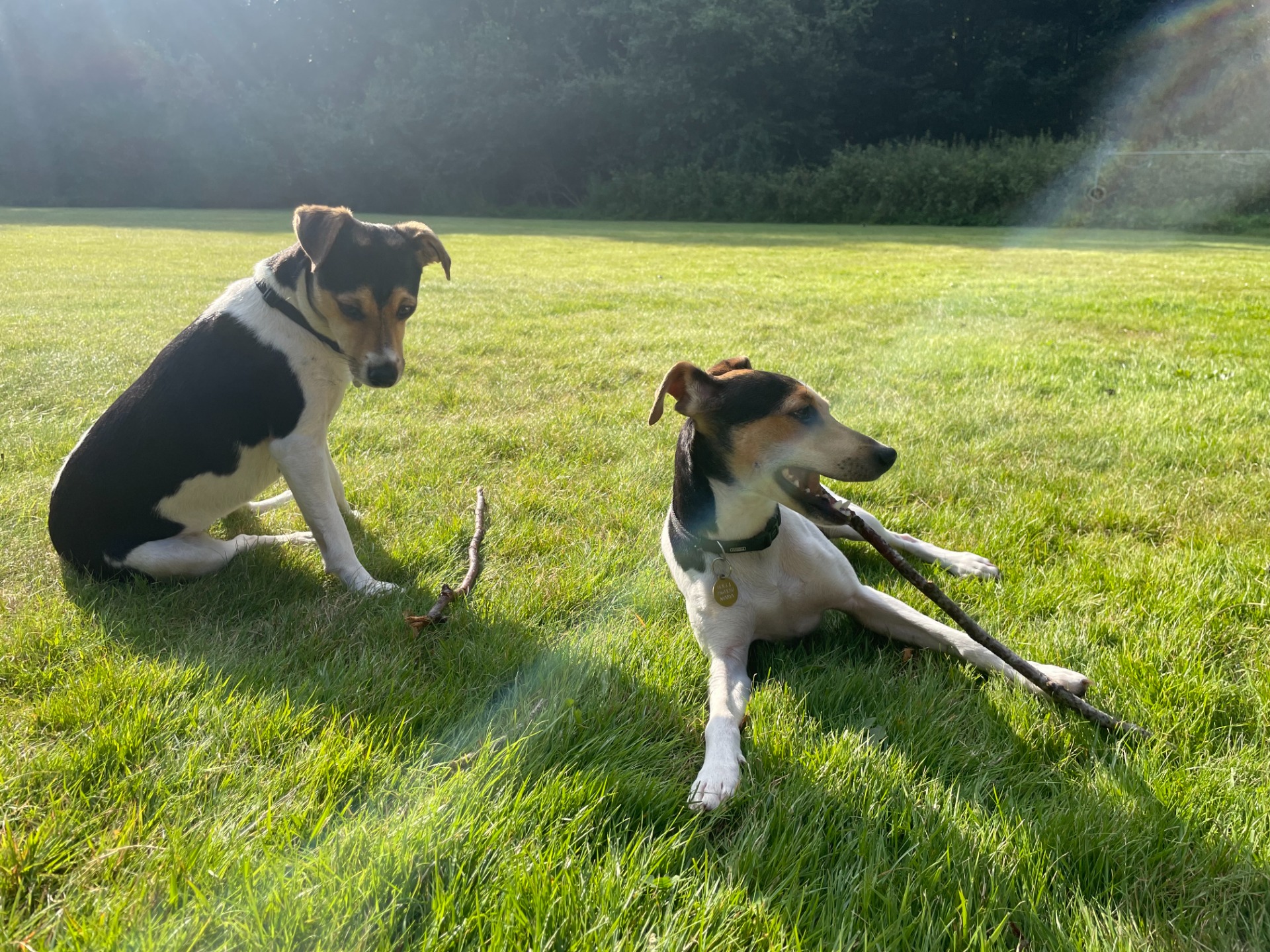 Albi og Buggi hygger sig i solen